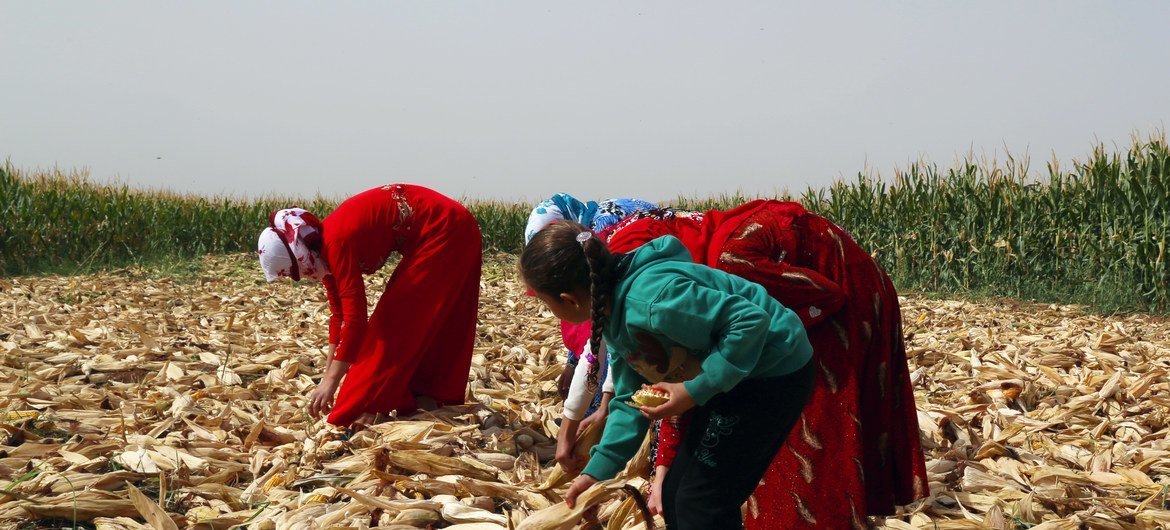 سوريا التي تبحث عن خبزها في الحقول
إعادة بناء سوريا لا تبدأ من الإسمنت وحده